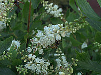 Clethra%20alnifolia%20-%20Blueten.JPG