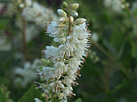 Clethra%20alnifolia%20-%20Bluetenmacro.JPG