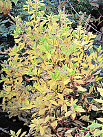 Clethra%20alnifolia%20-%20Herbstfaerbung.JPG