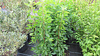 Clethra%20alnifolia%20-%20jung.JPG