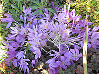 Colchicum%20autumnale%20-%20Herbstzeitlose.JPG