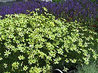 Coreopsis%20Moonbeam+Salvia%20Blaukoenigin.JPG