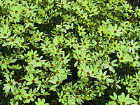 Coreopsis%20verticillata%20Moonbeam%2001.JPG