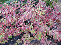 Cornus%20alba%20Gouchaultii%20-%20beginnende%20Herbstfaerbung.JPG