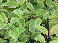 Cornus%20alba%20Gouchaultii%20-%20nah.jpg