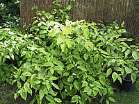 Cornus%20alba%20Gouchaultii%2001.JPG