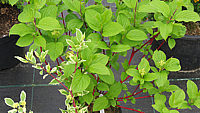 Cornus%20alba%20Sibirica%20-%20Austrieb.JPG