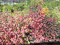Cornus%20alba%20Sibirica%20-%20Herbstfaerbung.JPG