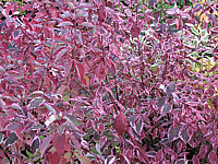Cornus%20alba%20Sibirica%20Variegata%20-%20Herbstfaerbung.JPG