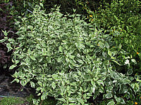 Cornus%20alba%20Sibirica%20Variegata.JPG