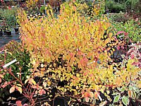 Cornus%20alba%20Winter%20Beauty%20-%20Herbst%2005.JPG