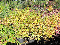 Cornus%20alba%20Winter%20Beauty%20-%20Herbstfaerbung%2001.JPG