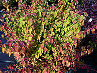 Cornus%20alba%20Winter%20Beauty%20-%20Herbstfaerbung%2003.jpg