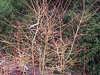 Cornus%20alba%20Winter%20Beauty%20-%20Holz%202.JPG