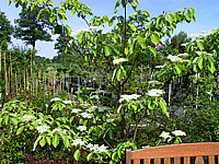 Cornus%20controversa%20-%20Bluehend.jpg