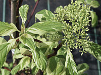 Cornus%20controversa%20Variegata%20-%20junges%20Laub.jpg