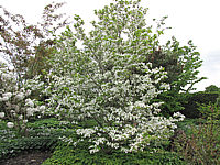 Cornus%20florida%20%2001%20Sol%2001.JPG