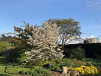 Cornus%20florida%20%2002%20Sol%2002.JPG