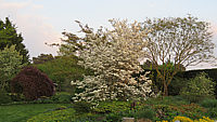 Cornus%20florida%20%2003%20Sol.JPG
