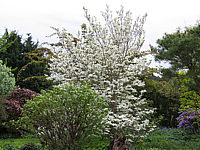 Cornus%20florida%20-%20Bluete%20vor%20dem%20Austrieb%205.JPG