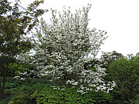 Cornus%20florida%20-%20Bluete%20vor%20dem%20Austrieb%206.JPG