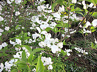Cornus%20florida%20-%20Blueten%20jung%20nah.JPG