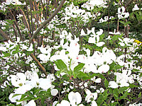 Cornus%20florida%20-%20Blueten%20jung%20nah1.JPG