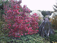Cornus%20florida%20-%20Herbst%202.jpg