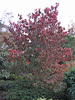Cornus%20florida%20-%20Herbst.JPG