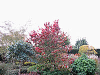 Cornus%20florida%20-%20Sol%20Herbst%201b.JPG