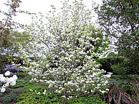 Cornus%20florida%20-%20Sol%20in%20Bluete1.JPG