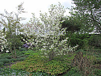 Cornus%20florida%20-%20Solitaer%20Anfang%20Bluete.JPG