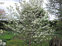 Cornus%20florida%20-%20Solitaer%20Anfang%20Bluete1.JPG