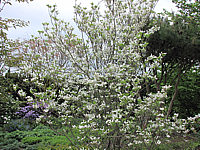 Cornus%20florida%20-%20Solitaer%20nah%20Anfang%20Bluete.JPG