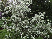 Cornus%20florida%201.JPG