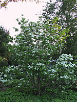 Cornus%20florida%201b.JPG