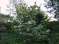 Cornus%20florida%201c.JPG