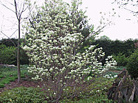 Cornus%20florida%202.JPG