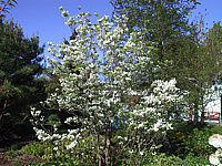 Cornus%20florida%203.JPG