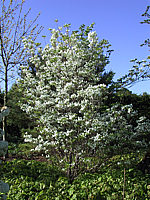 Cornus%20florida%204.JPG