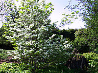 Cornus%20florida%205.JPG