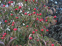 Cornus%20kousa%20-%20Beeren%2001.JPG