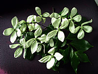 Cornus%20kousa%20-%20Blueten.jpg