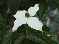 Cornus%20kousa%20-%20Bluetenmacro.jpg