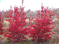 Cornus%20kousa%20-%20Herbst.jpg