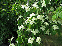 Cornus%20kousa%20Madame%20Butterfly%2001.JPG