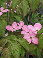 Cornus%20kousa%20Satomi%20-%20Blueten.JPG