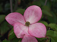Cornus%20kousa%20Satomi%20-%20Bluetenmacro.JPG