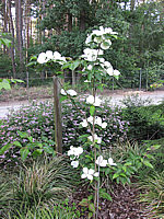 Cornus%20kousa%20Wietings%20Select%20-%20jung%20bluehend.JPG