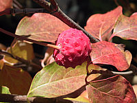 Cornus%20kousa%20chinensis%20-%20Beere.JPG